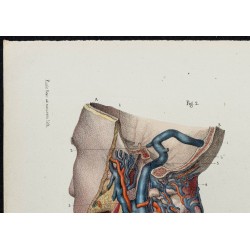 Gravure de 1866 - Veines de la tête - 2