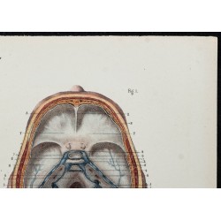 Gravure de 1866 - Veines de la tête - 3