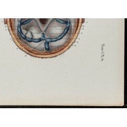 Gravure de 1866 - Veines de la tête - 5