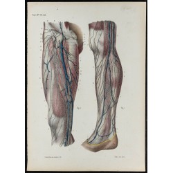 Gravure de 1866 - Vaisseaux lymphatiques du membre inférieur - 1