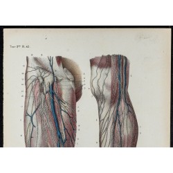 Gravure de 1866 - Vaisseaux lymphatiques du membre inférieur - 2