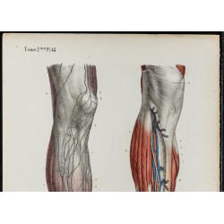 Gravure de 1866 - Vaisseaux lymphatiques de la jambe - 2