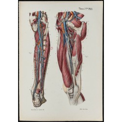 Gravure de 1866 - Vaisseaux lymphatiques de la jambe - 1