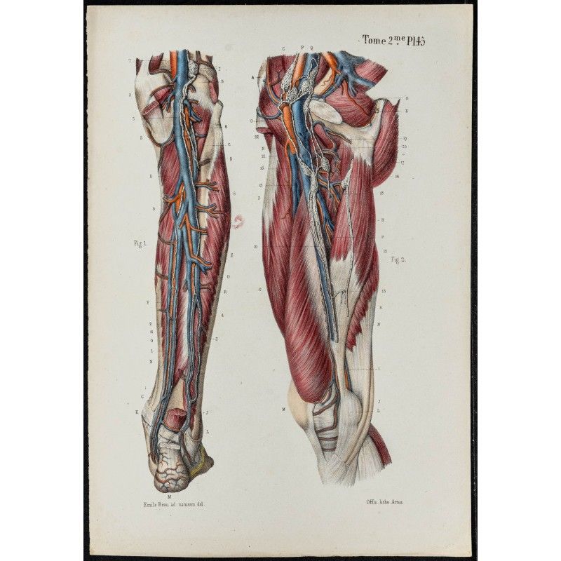 Gravure de 1866 - Vaisseaux lymphatiques de la jambe - 1