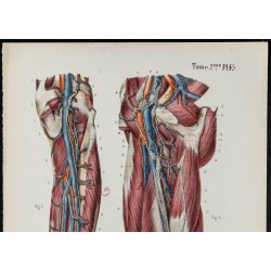 Gravure de 1866 - Vaisseaux lymphatiques de la jambe - 2