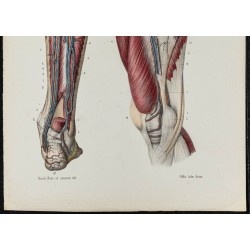 Gravure de 1866 - Vaisseaux lymphatiques de la jambe - 3