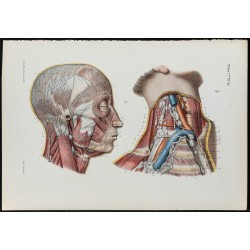 Gravure de 1866 - Vaisseaux lymphatiques de la tête et du cou - 1