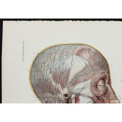 Gravure de 1866 - Vaisseaux lymphatiques de la tête et du cou - 2