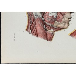 Gravure de 1866 - Vaisseaux lymphatiques de la tête et du cou - 4