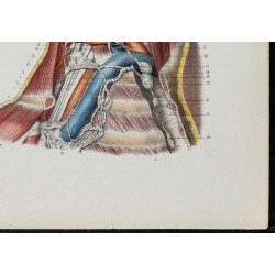 Gravure de 1866 - Vaisseaux lymphatiques de la tête et du cou - 5