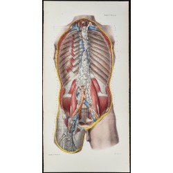 Gravure de 1866 - Angiologie - Canal thoracique - 1