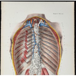 Gravure de 1866 - Angiologie - Canal thoracique - 2