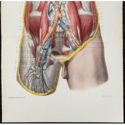 Gravure de 1866 - Angiologie - Canal thoracique - 3
