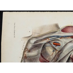 Gravure de 1866 - Aponévroses de l'aisselle - 2