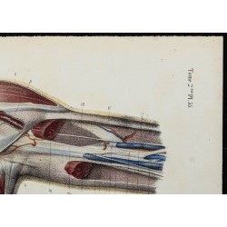 Gravure de 1866 - Aponévroses de l'aisselle - 3