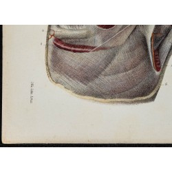 Gravure de 1866 - Aponévroses de l'aisselle - 4