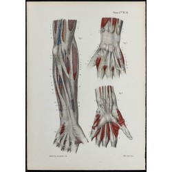 Gravure de 1866 - Aponévroses de l'avant-bras et de la main - 1