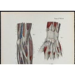 Gravure de 1866 - Aponévroses de l'avant-bras et de la main - 2