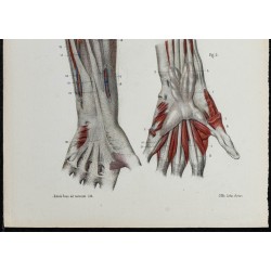 Gravure de 1866 - Aponévroses de l'avant-bras et de la main - 3
