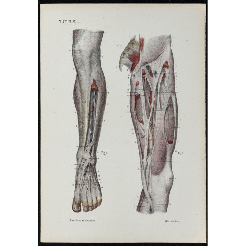 Gravure de 1866 - Aponévroses de la cuisse et de la jambe - 1
