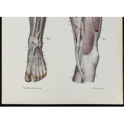Gravure de 1866 - Aponévroses de la cuisse et de la jambe - 3