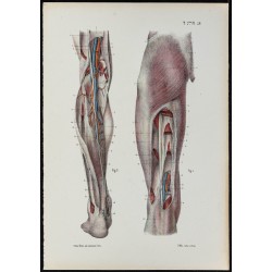 Gravure de 1866 - Aponévroses de la cuisse et de la jambe - 1