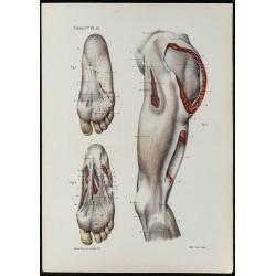 Gravure de 1866 - Aponévroses de la cuisse et du pied - 1