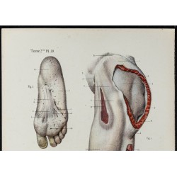 Gravure de 1866 - Aponévroses de la cuisse et du pied - 2