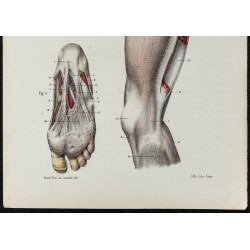 Gravure de 1866 - Aponévroses de la cuisse et du pied - 3