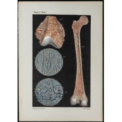 Gravure de 1866 - Angiologie - Vaisseaux des os - 1