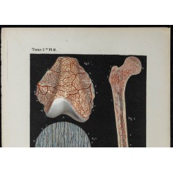 Gravure de 1866 - Angiologie - Vaisseaux des os - 2