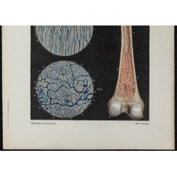 Gravure de 1866 - Angiologie - Vaisseaux des os - 3
