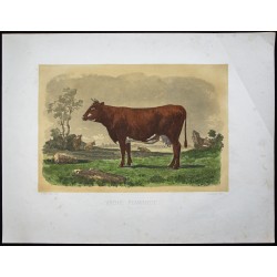 Gravure de 1873 - Vache rouge flamande - 1