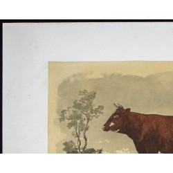 Gravure de 1873 - Vache rouge flamande - 2