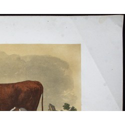 Gravure de 1873 - Vache rouge flamande - 3
