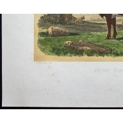 Gravure de 1873 - Vache rouge flamande - 4