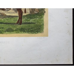 Gravure de 1873 - Vache rouge flamande - 5