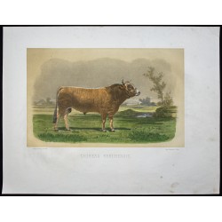 Gravure de 1873 - Taureau parthenais - 1