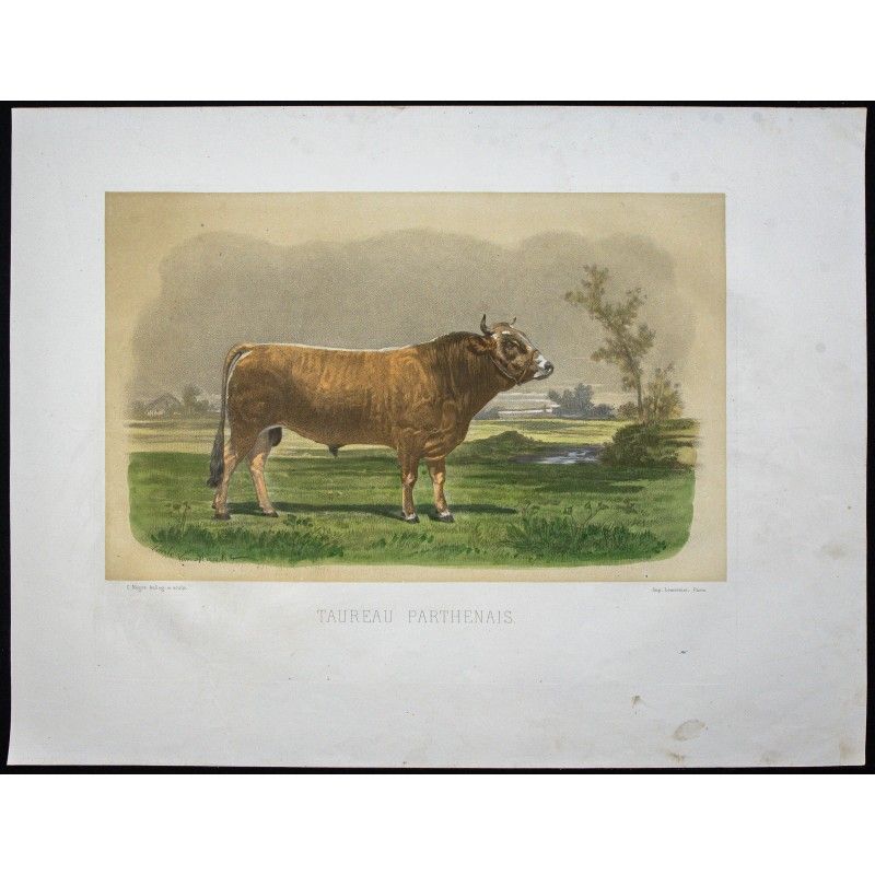 Gravure de 1873 - Taureau parthenais - 1