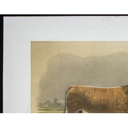 Gravure de 1873 - Taureau parthenais - 2