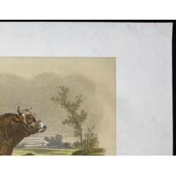 Gravure de 1873 - Taureau parthenais - 3