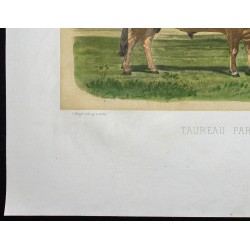 Gravure de 1873 - Taureau parthenais - 4