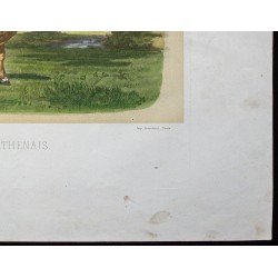 Gravure de 1873 - Taureau parthenais - 5