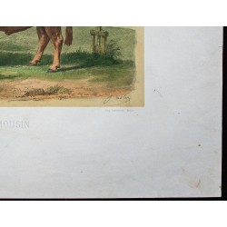 Gravure de 1873 - Taureau limousin - 5