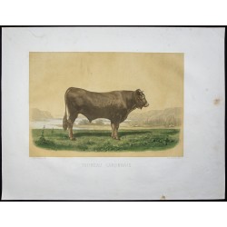 Gravure de 1873 - Taureau garonnais - 1
