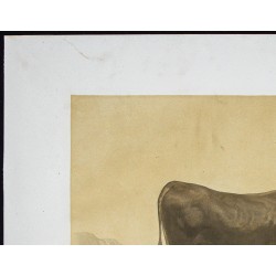 Gravure de 1873 - Taureau garonnais - 2