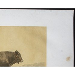 Gravure de 1873 - Taureau garonnais - 3