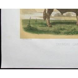 Gravure de 1873 - Taureau garonnais - 4