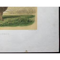 Gravure de 1873 - Taureau garonnais - 5