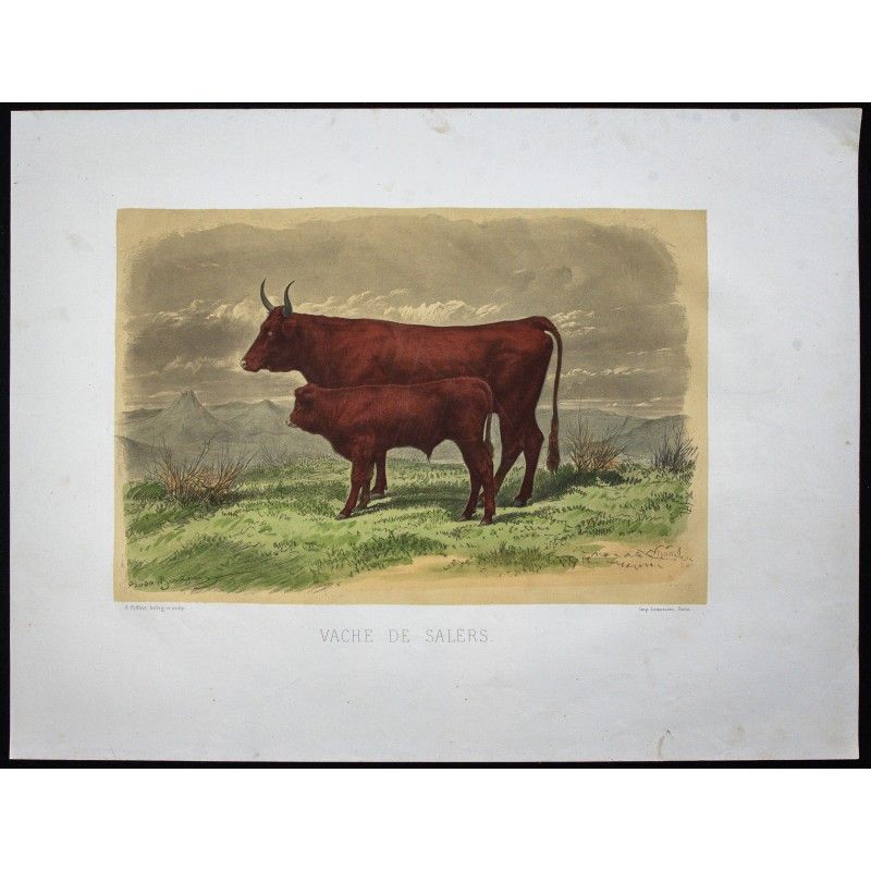 Gravure de 1873 - Vache de salers - 1